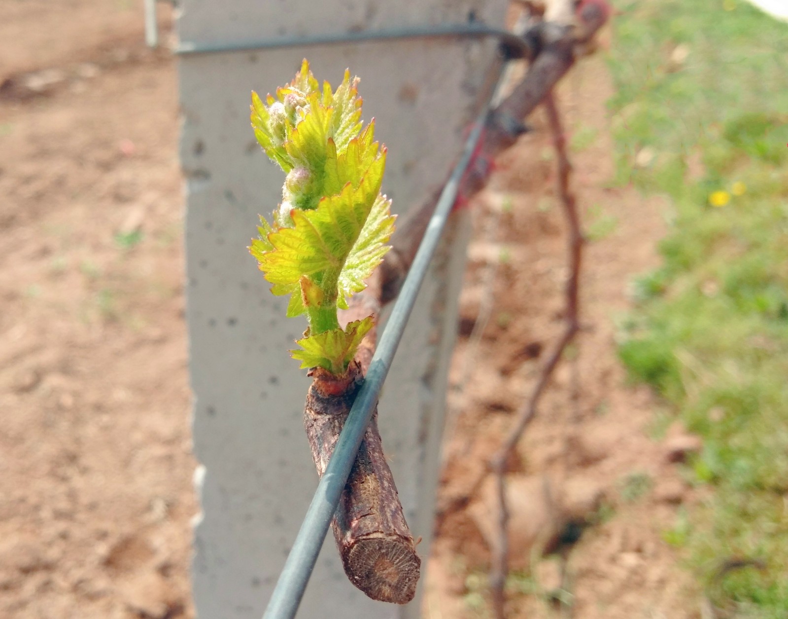 15857233802806.jpg 微信圖片_20200328135311.jpg